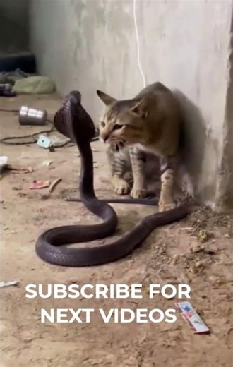 Cat vs Snake Death Battle! #catvssnake #wildlifefight