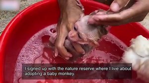 The disappearance of Bibi (NOTE: this is the ORIGINAL Bibi-- read the description, please)