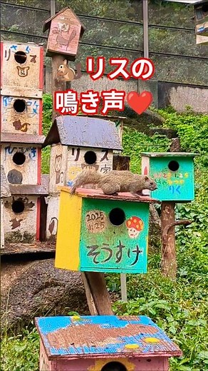 🐿️リスの鳴き声❤️タイワンリス🍀町田リス園🩷✨東京都町田市🩷可愛らしくて、癒されちゃいました💖✨