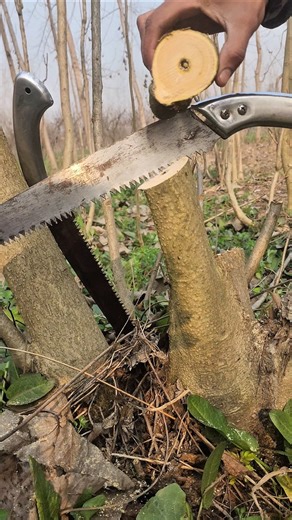 Tree Pruning by Hand Saw 🌳✂️ #satisfying #pruning #handsaw