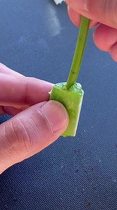 953K views · 23K reactions | Do this with the roses you get for Valentine’s Day! 鹿朗 Regrow them and give them to someone new next year  . . . #roses #valentine #valentinesday #recycle #plants #plantsofinstagram #lifehack #hacks #diy #upcycle #howto #plantstagram #creativeexplained #cookinghacks #organicgardening #instadaily #tiktokstar | creative explained | Facebook