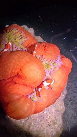 30K views · 479 reactions | Beautiful Nemo with orange anemone in a night dive 錄視 #nemo #clownfish #anemone#scuba #underwaterlife #underwaterworld #underwatervideo #scubadive #scubadiving | Red Sea Diving | Facebook