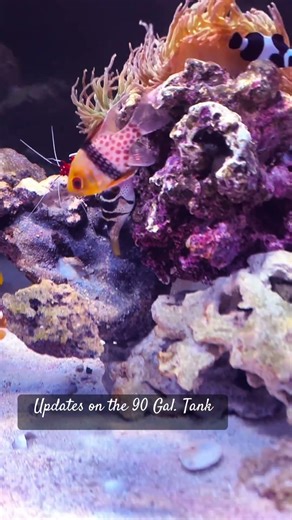 Updates: 90 Gal. Reef Tank #reeftank #saltwateraquarium #fish #fishtank #aquarium #tropicalfish