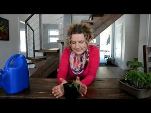 Comment repiquer ses semis