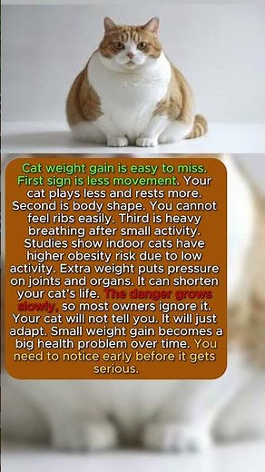 3 SIGNS Your Cat Is GETTING FAT (DANGER) #catpsychology #catscience