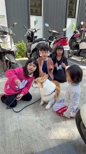 Corgis playing with children and taking photos.