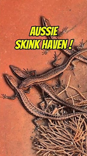 Aussie Skink Haven!