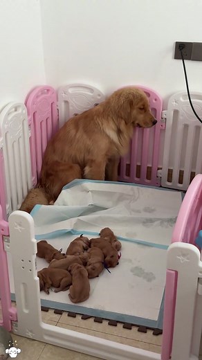 Mother Dog Rejects Her Puppies: Funny Yet Tender Moment