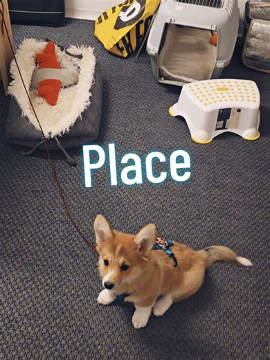 Corgi Training Tips: Teaching Fiona to Go to Place