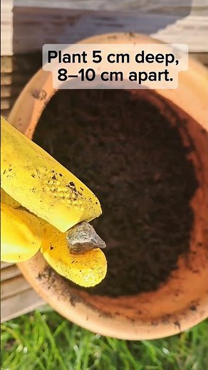 How to Plant Anemone Corms | Sustainable Gardening Tips