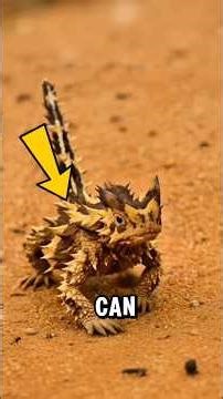 If You Ever End Up in Extreme Heat… These Animals Would Survive First