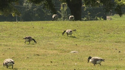 What is the Goosinator? Take a look at the device one city is using to control its geese