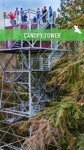 FREE Open Trails Day on Bainbridge Island! Explore 250-acres of trails and wildlife viewing at your leisure with family & friends! • Hike through winter landscapes • Visit treehouses and climb the Canopy Tower • Observe wildlife at Mac's Pond We'll provide maps and suggest a route perfect for you! Join us on Jan 5th! | IslandWood