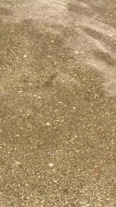 5K views · 62 reactions |  #castnetfishing #castnetting #netting #blowfish #pufferfish | The Fish Guy | Facebook