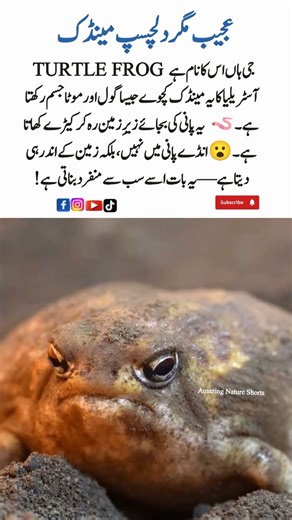 Meet the Turtle Frog 🐢🐸 – The Weird but Fascinating Frog! | AmazingNatureShorts #AnimalFacts #shorts