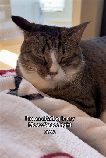 Tiggy is meditating ☺️😻 #funnycatvideos #funnycatsoftiktok #catsoftiktok #tabbycatsoftiktok