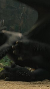 An unbreakable bond. An epic adventure. Get tickets to experience #HowToTrainYourDragon in theatres June 13. #FilmedForIMAX | Universal Pictures Canada