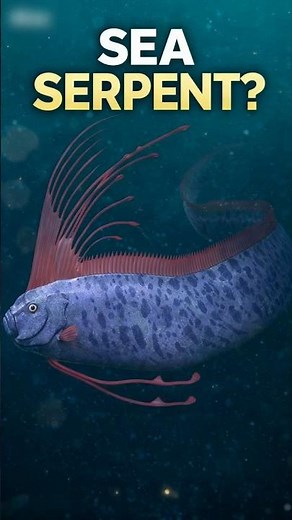 This “Sea Serpent” Is Actually Real 😳