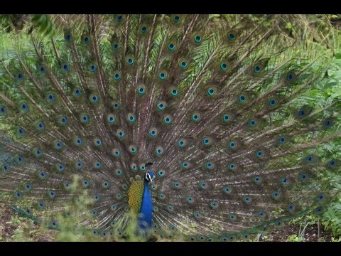 Peacock at IUCAA Pune| Widlife Photography| DESI PIXELATE