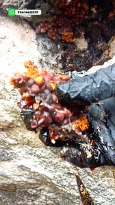 LAWRENS L - Virtual Honey Hunt - 82 #natureshadow #honey #honeybeesting #honeybenefits #himalayanhoney #wildhoneyharvesting #honeycomb #stinglessbee #wildhhoney #animals #தேன் #இயற்கை #monkshorts #coolie #coolieupdate #cooliereview #coolierajinikanth | Natureshadow.com