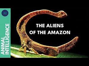 Treehoppers, weirdest insects you’ve never seen | AI