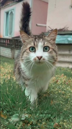 A cat's love: earned, never forced #animals #catpsychology #cats