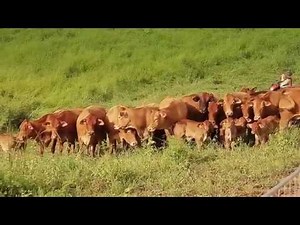 Cattle farmers of New Caledonia