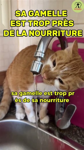 Why Does Your Cat Drink From the Faucet? #cat