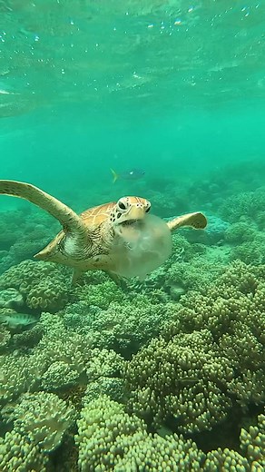 Amazing Facts About Sea Turtles' Diet and Behavior