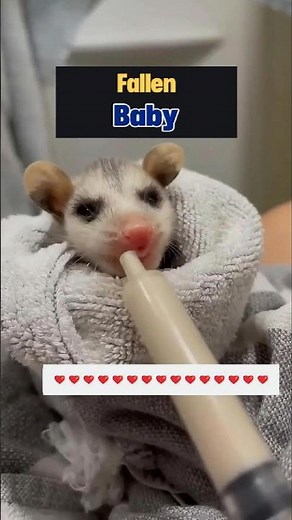 Orphaned Opossum Gets a New Mom! #opossum