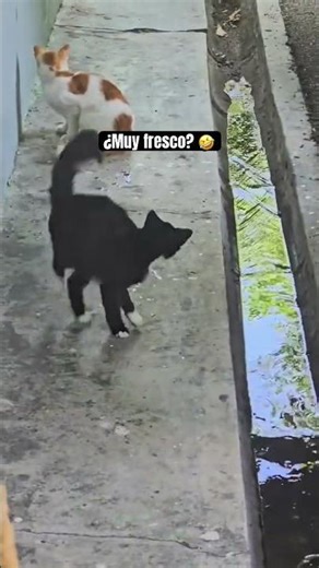 Cuando te sientes extrañamente fresco 😹🤣 #viralvideo #cat #gatos #funny