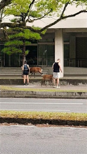 奈良のシカが観光客を囲んだ😳🦌シカが近すぎる！観光客びっくり😂🦌