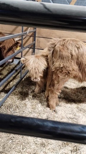 15K views · 89 reactions | Friday night preview of cow sale for tomorrow morning | Smokey Lane Stables | Facebook