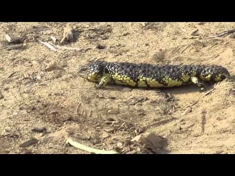 Shingleback / Sleepy Lizard (Tiliqua rugosa)