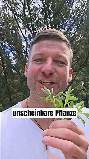 This plant is 300 times sweeter than sugar.