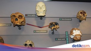 Jenis Manusia Purba di Indonesia dan Dunia serta Ciri-cirinya