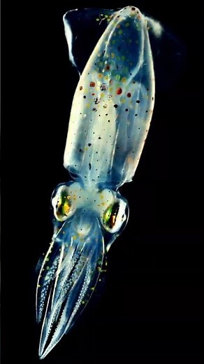 A Creature Made of Glass? (Glass Squid)