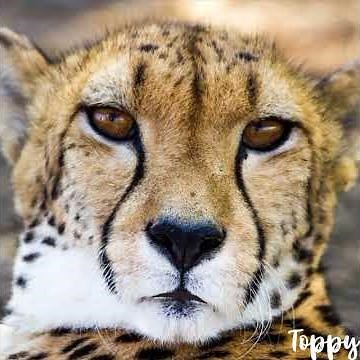 The Cheetah sings "The Whoop De Dooper Bounce" from The Tigger Movie