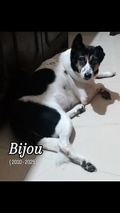 The Matriarch has passed on !!! 15 years..... a Life fully lived and endless joy given to whoever crossed paths with her. Bijou saw the passing on of 3 of her Humans and 3 doggies. Lived through the Covid era, learnt sign language after turning deaf but never gave up her fiesty spirit till her last breath. | Sonia Shirsat