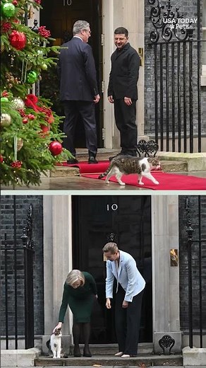 Larry the cat celebrates milestone work anniversary