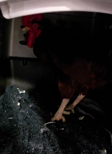 2.3K views · 50 reactions | Weirdo time in Ripp's room. Trigger warning: possible chicken poo in the crate | Rex the Rooster | Facebook