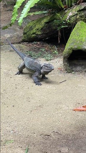 Nature - Muscular Iguana Walk | Up-Close with Nature’s Dragon 🦎