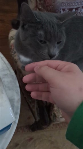 Blesses Your Screen With Mira