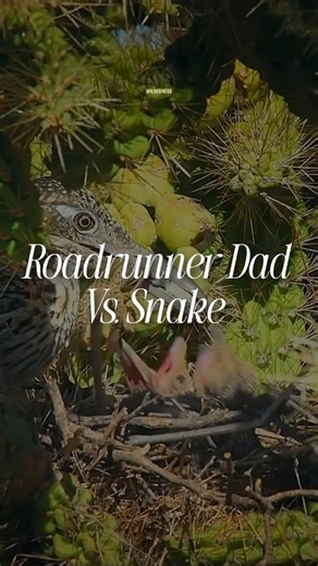 WILDERNESS on Instagram: "Roadrunner vs Snake: Play Dead, Live to Die Another Day Roadrunner dad on a 25 mph food dash, three screaming chicks, and a hog-nosed snake that literally fakes its own death. Is this a zombie comeback or the smartest survival act in nature? Watch till the last twitch and tell me whose side you’re on. #roadrunner #chicks #nature . . . . . . . . . . (roadrunner, chicks, nature, snake, reptiles, dad, hog nosed snake, desert, science, animals, facts, history, animalfacts,