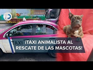 Taxi Animalista: servicio en CdMx que te transporta con tu perro, gato o borrego