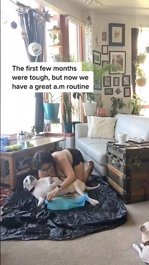 Bladder Expression for a Paralyzed Dog (IVDD Morning Routine) #ivdd #ivddindogs #paralyzeddog