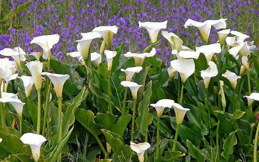 Cala: qué es, características, hábitat, usos, cultivo y cuidados