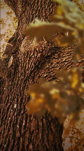 Tangle with Tarountula and Spidops during the Enchanted Hollow event, now live in Pokémon GO!