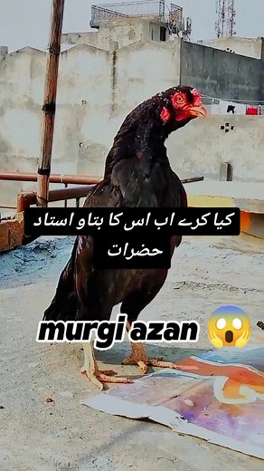 Black Chicken with Red Comb in Colorful Outdoor Scene