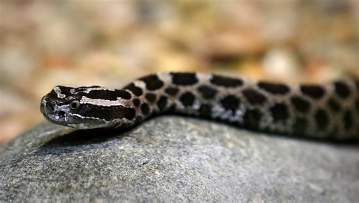 Two Wisconsin waterways are among the country's most snake-infested, World Atlas says